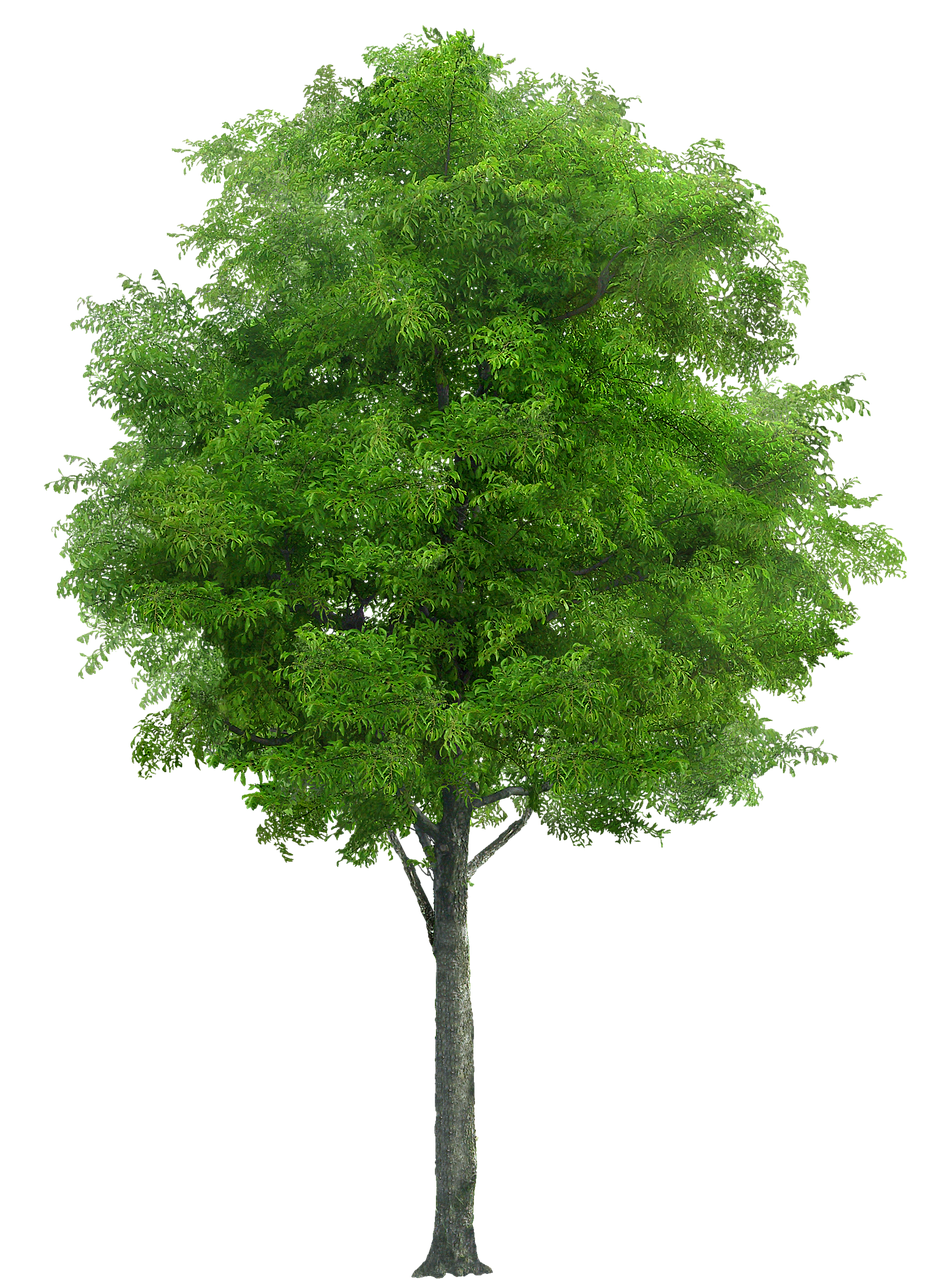 Baum